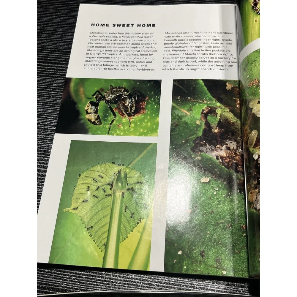 National Geographic‎ May 2000 – In Search of Vikings – Vol. 197 No. 5